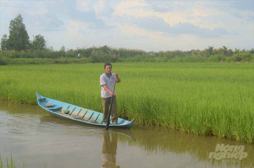 Nuôi tôm trồng lúa đạt chứng nhận VietGAP