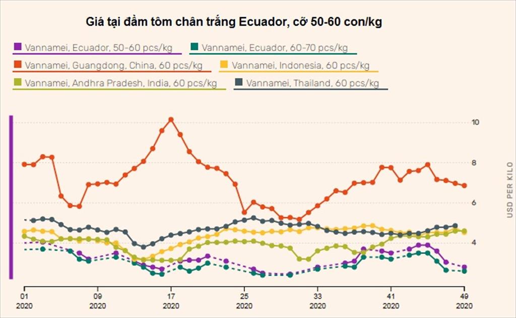Giá tôm Ecuador giảm
