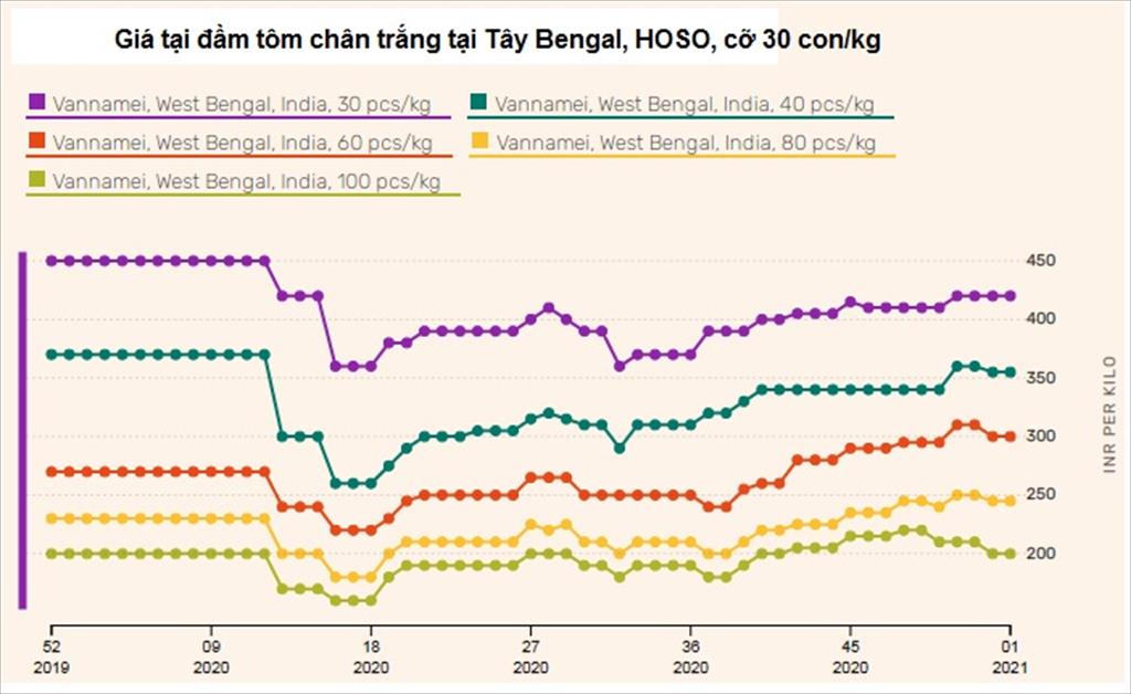 Ấn Độ Giá tôm ổn định tại Andhra Pradesh Tây Bengal