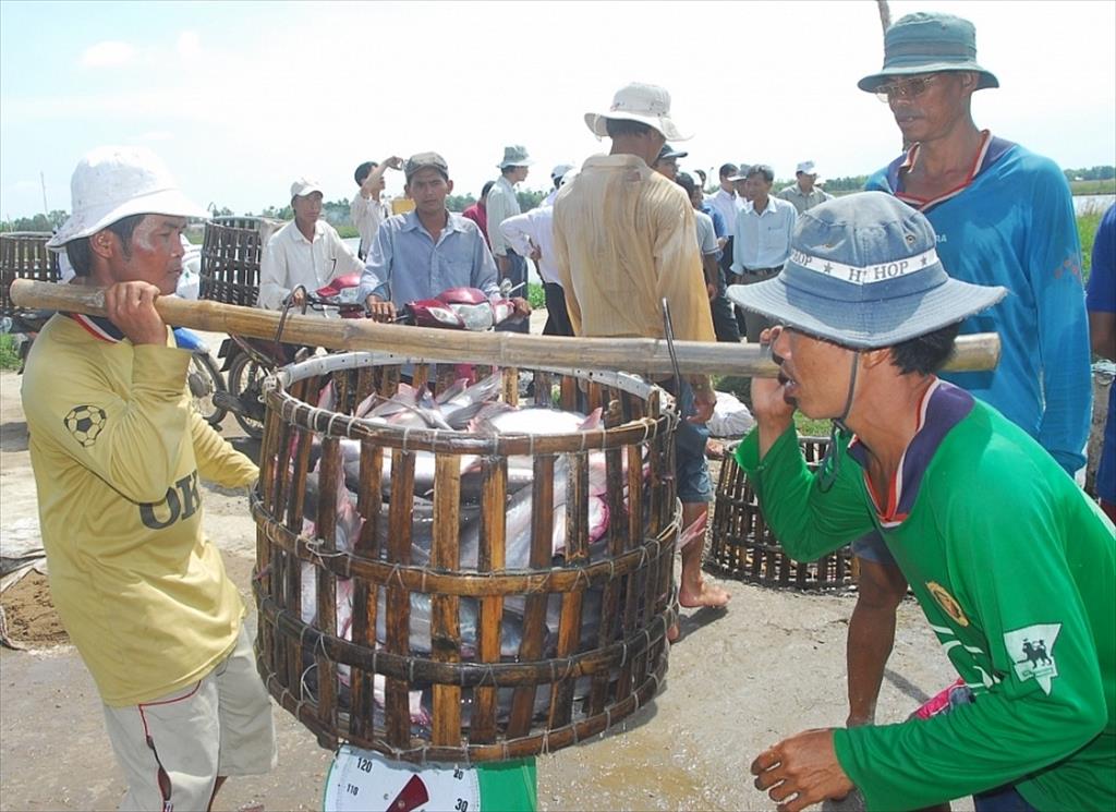 Nhiều chông gai cho xuất khẩu cá tra