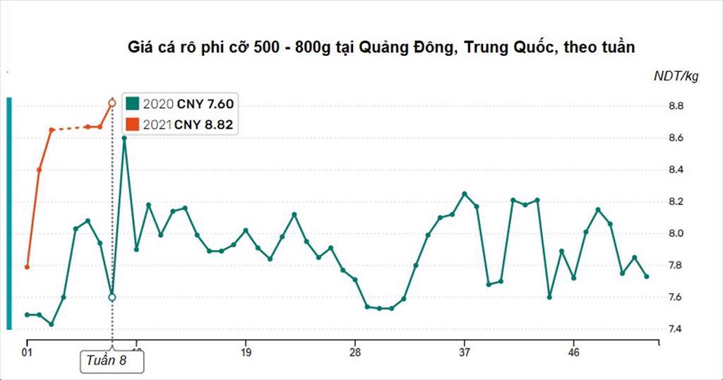 Giá cá nước ngọt Trung Quốc tăng đột biến sau Tết Nguyên đán