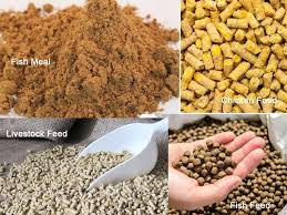 Giá bột cá ở Trung Quốc tăng gần 100 USDtấn