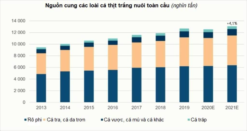 Nguồn cung cá thịt trắng toàn cầu năm 2021 sẽ tăng 4 chủ yếu là cá tra