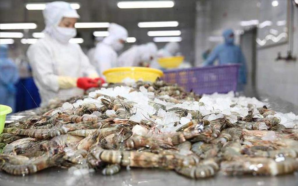 Không có ca nhiễm COVID19 nào tại các nhà máy chế biến tôm cá tra ĐBSCL