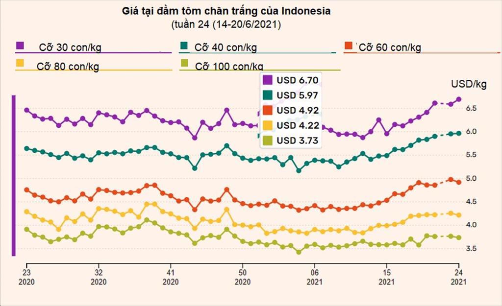 Indonesia Giá tôm chân trắng cỡ lớn tăng tôm cỡ vừa nhỏ giảm nhẹ trong tuần 24