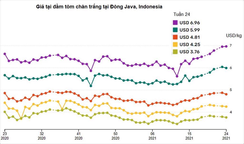 Indonesia Giá tôm chân trắng cỡ lớn tăng tôm cỡ vừa nhỏ giảm nhẹ trong tuần 24