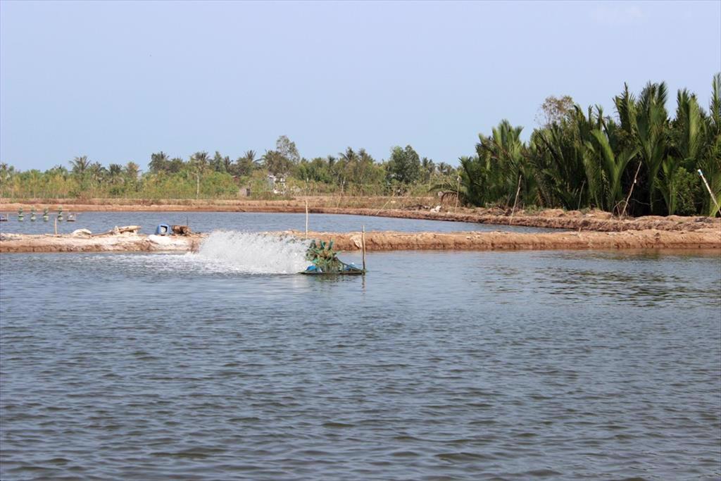 Phước tạp quy trình nuôi tôm