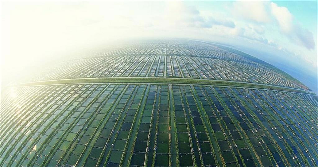 Indonesia Giá tôm chân trắng nguyên liệu tăng trong tuần 36