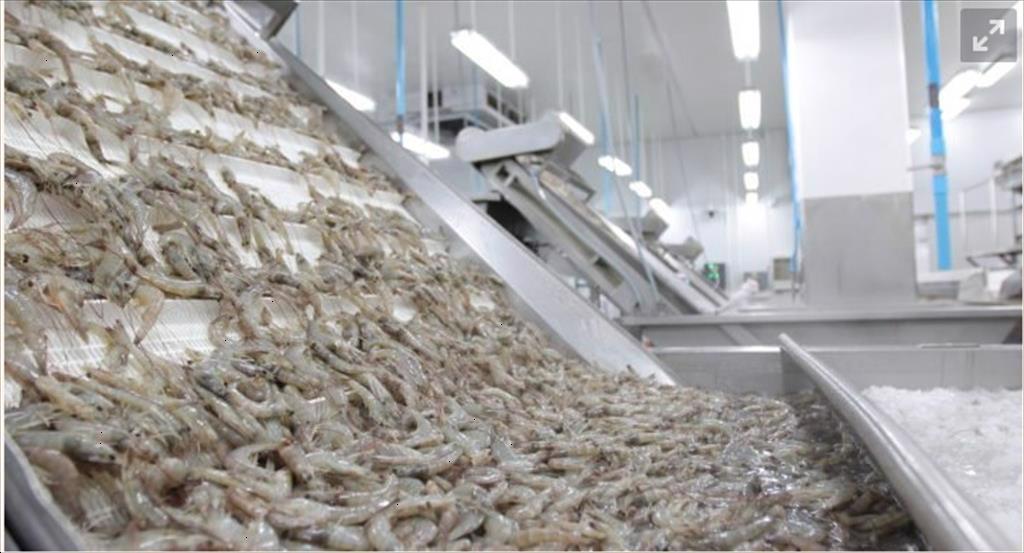 Thái Lan Giá tôm nguyên liệu cỡ nhỏ giảm trong tuần 36