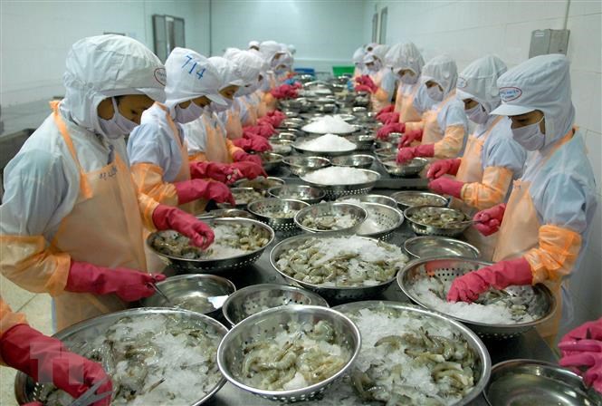 Tôm Việt Nam tăng áp lực cạnh tranh với Ecuador Ấn Độ tại thị trường Mỹ