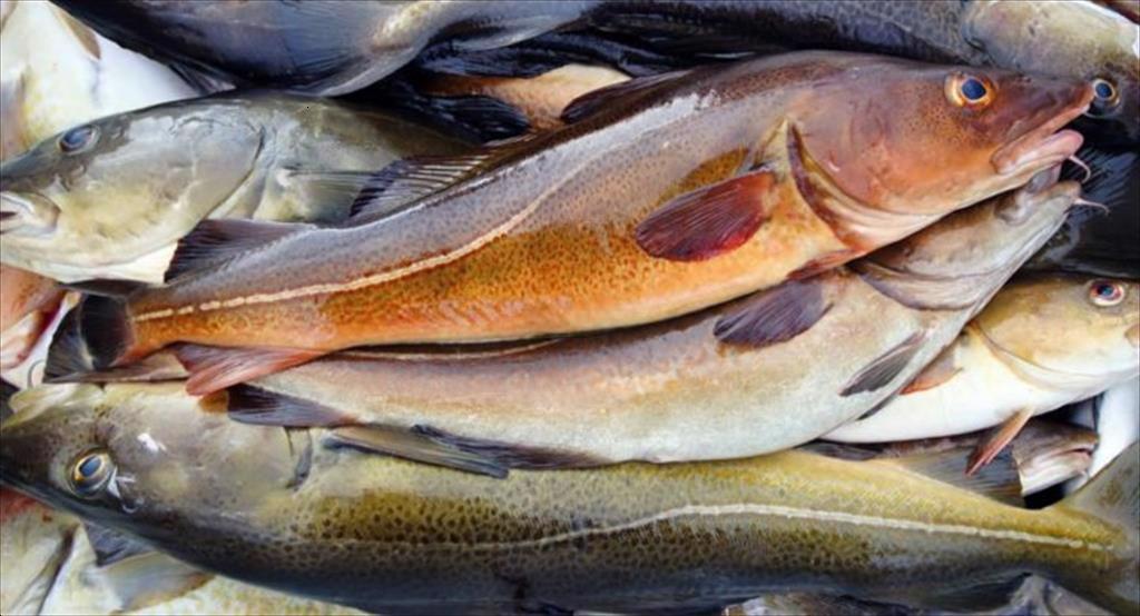 Na Uy Nga thống nhất giảm hạn ngạch khai thác cá tuyết biển Barents