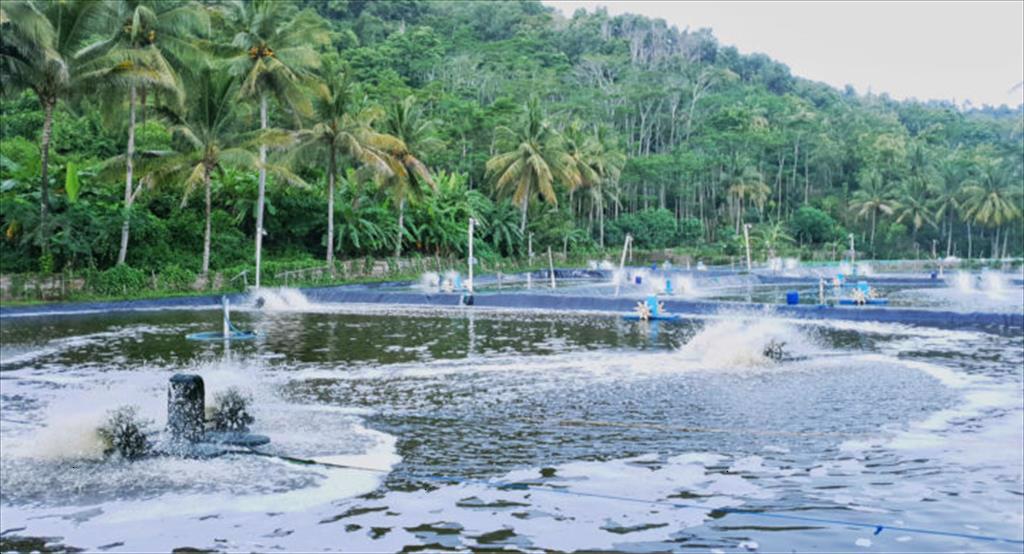 Indonesia Giá tôm nguyên liệu tăng công ty chế biến tăng mua