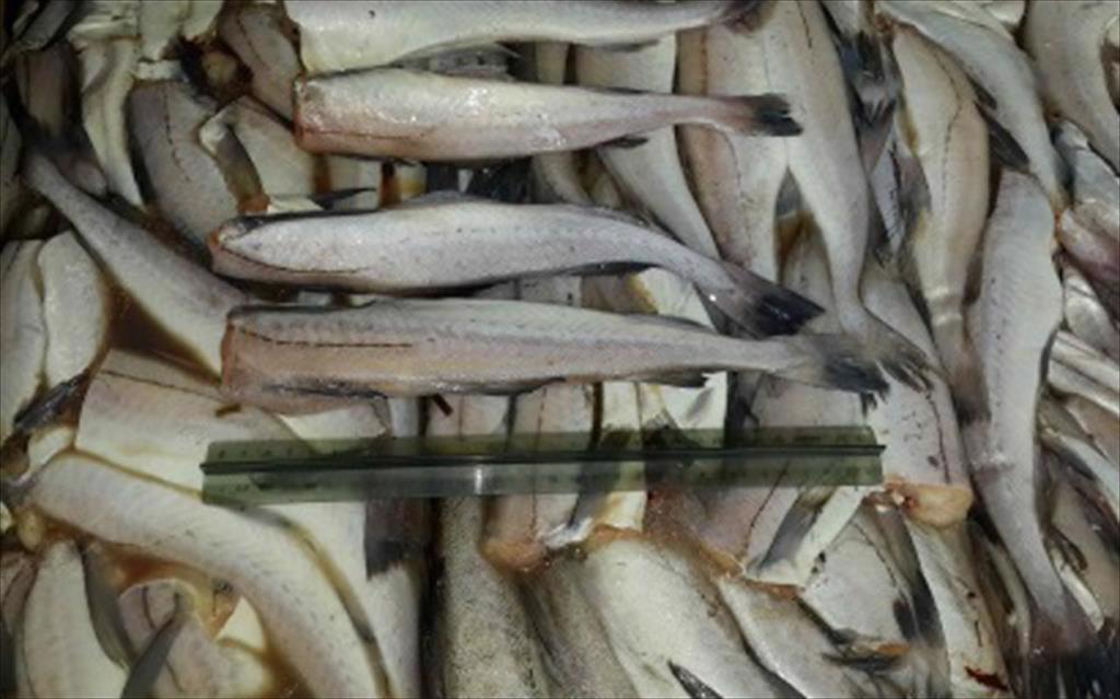GAPP đưa ra thông điệp bền vững trọng tâm của ngành surimi 2022