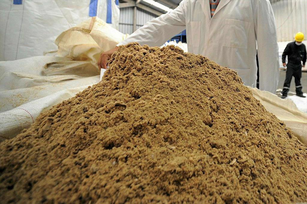 Giá bột cá Peru ổn định mặc dù sản lượng cá cơm cao