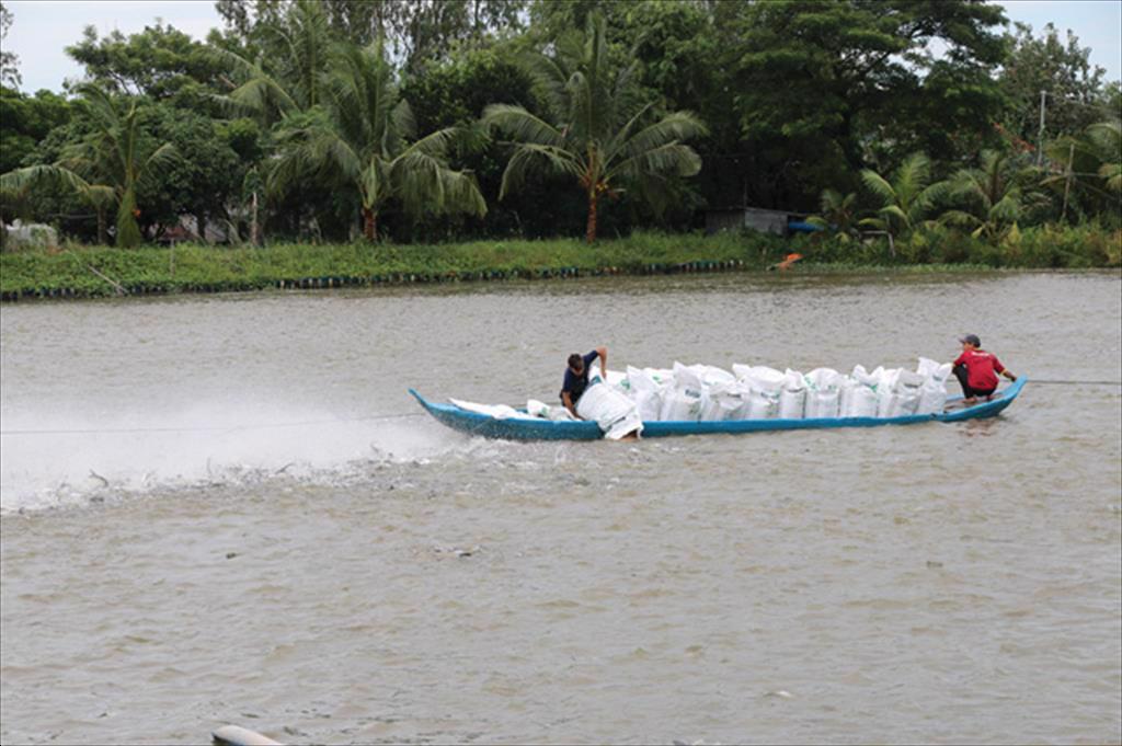 Đồng Tháp Giá cá tra nguyên liệu tăng nhẹ