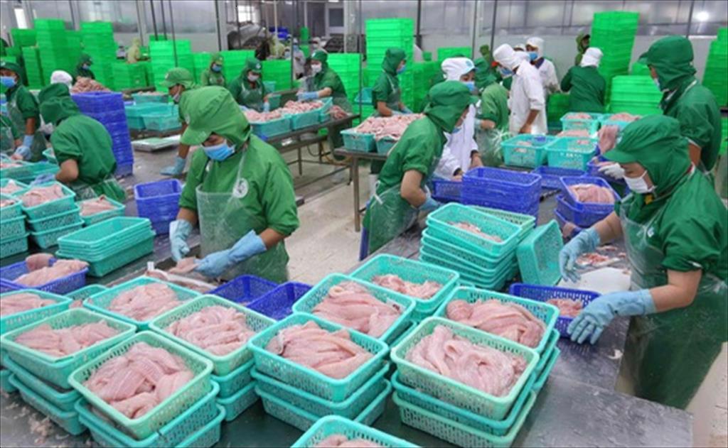 Xuất khẩu cá tra đang hồi sinh ở nhiều thị trường lớn