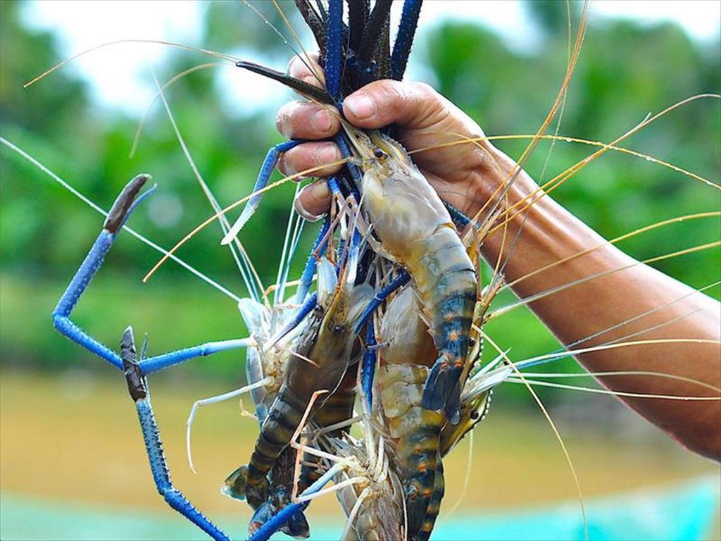 Tổng hợp tin tôm tuần từ ngày 212532022