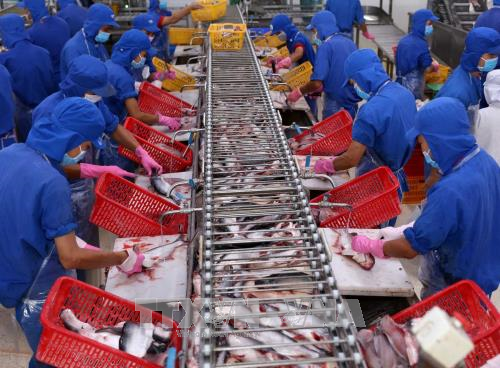 Cá tra Việt Nam lên đường đi hội chợ thủy sản toàn cầu ở Tây Ban Nha