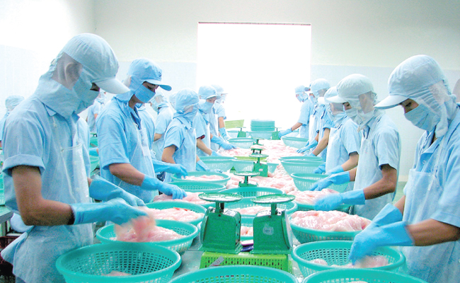 CLFISH CORP 2022 đặt trong tâm vào nuôi cá tra và đầu tư nhà máy thức ăn thủy sản