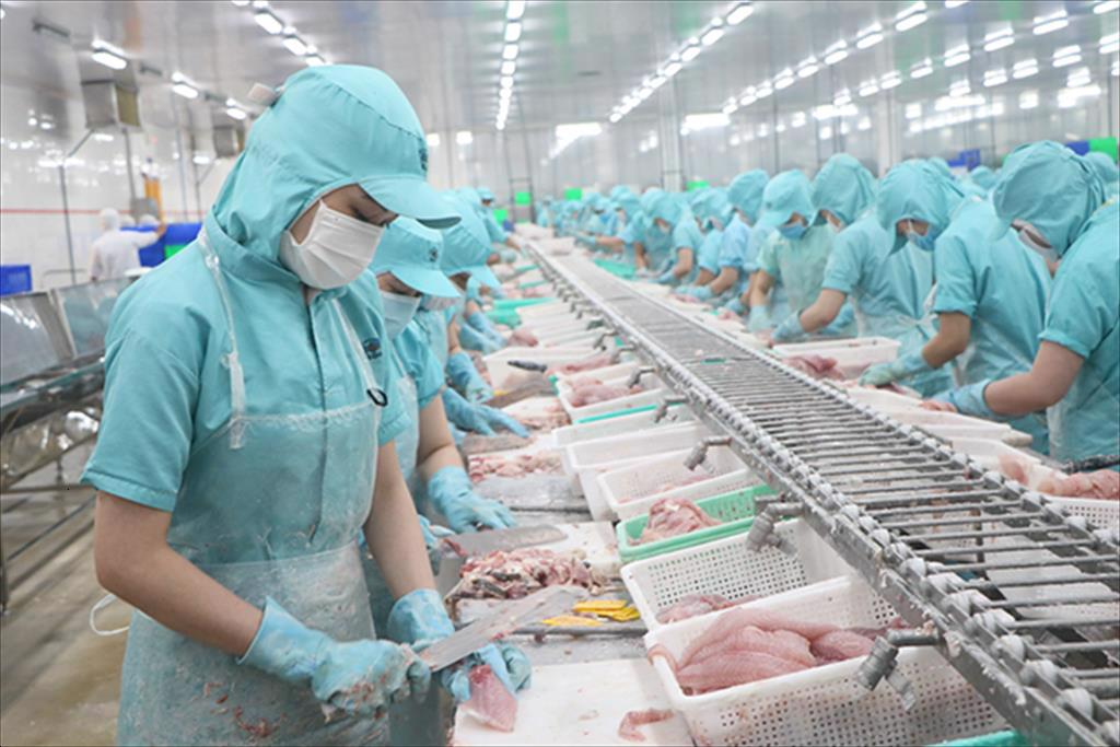 Sụt giảm xuất khẩu cá tra sang Colombia chỉ là tạm thời