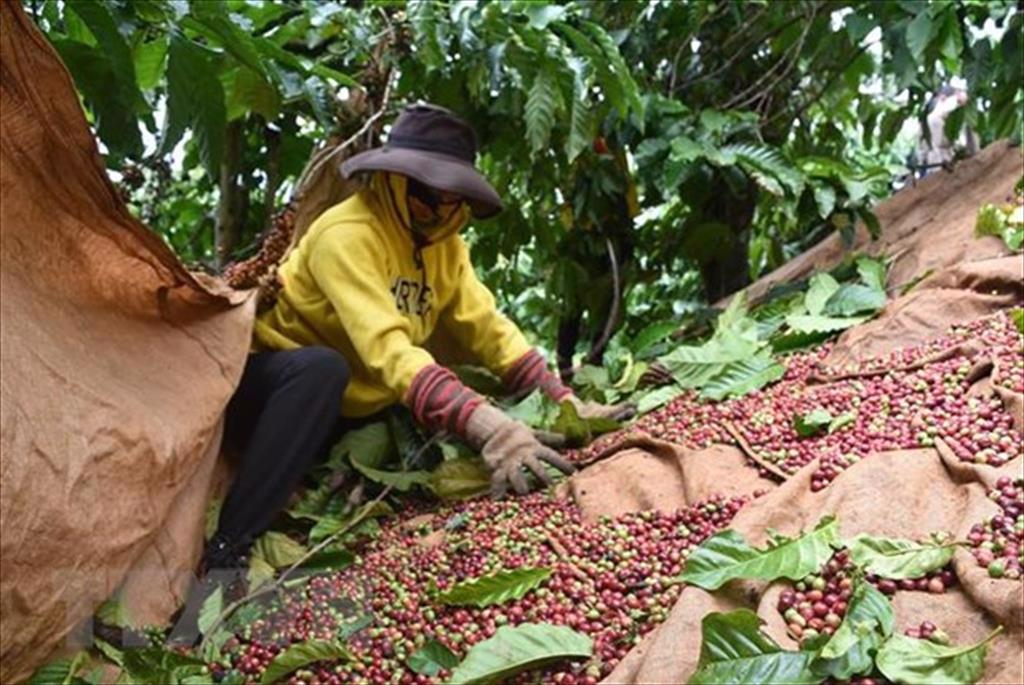 Kết nối hợp tác kinh doanh và xuất khẩu thực phẩm sang châu Phi