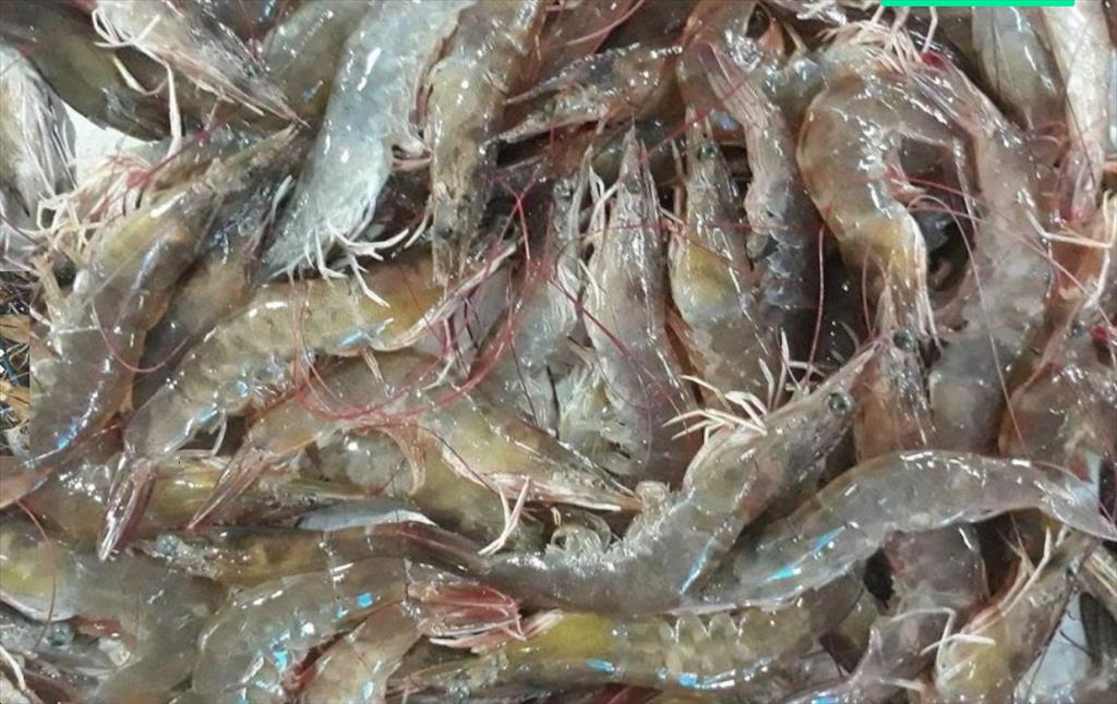 Người nuôi tôm Mỹ đề xuất tiếp tục áp thuế 25 lên hàng hóa nhập khẩu từ Trung Quốc
