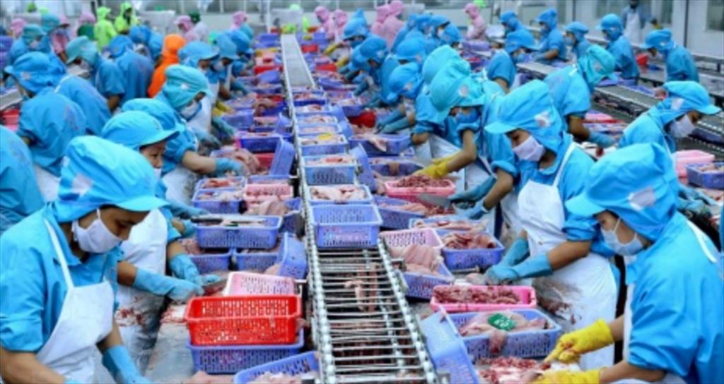 Giá cá tuyết cod Đại Tây Dương HG và cá haddock duy trì ở mức cao