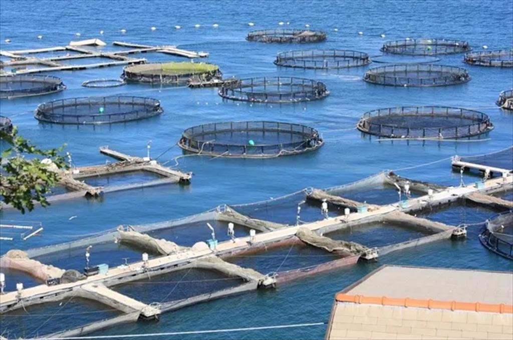 Nghị viện Châu Âu kêu gọi phát triển nuôi trồng thủy sản bền vững ở EU