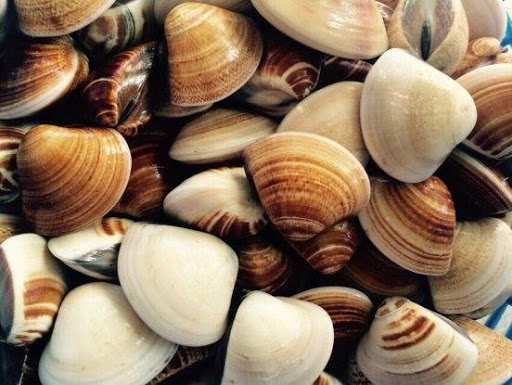 Năm 2022 xuất khẩu nghêu có thể mang về trên 100 triệu USD