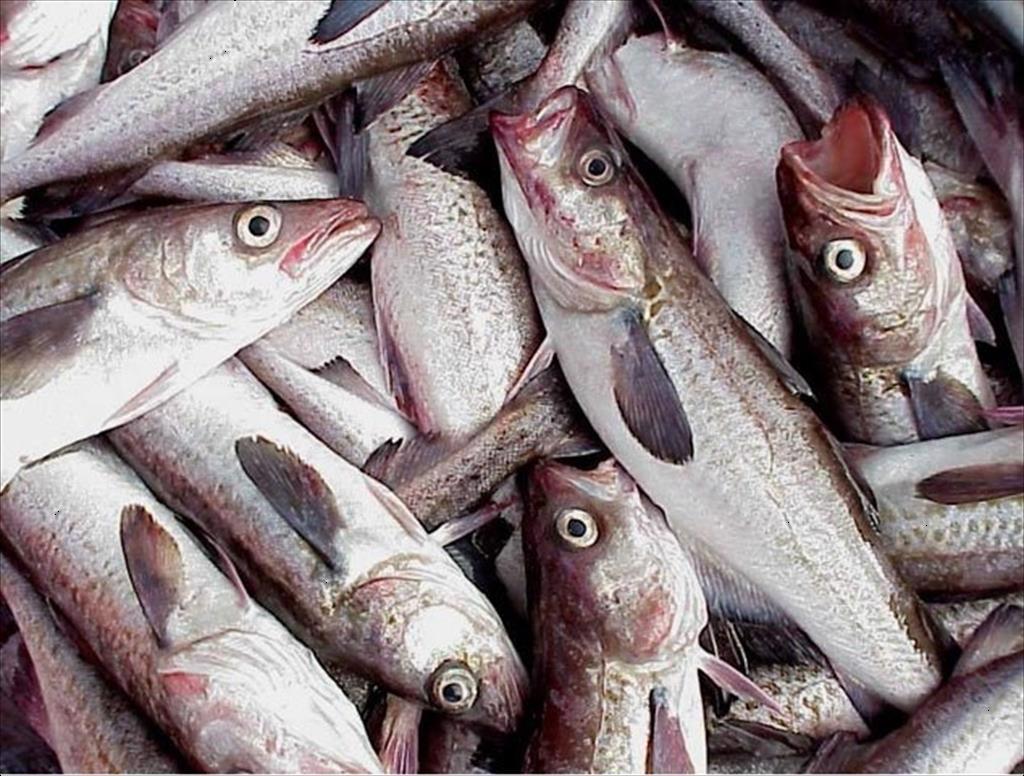Nhập khẩu cá minh thái vào Trung Quốc phục hồi