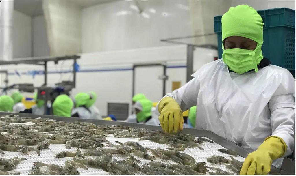 Giá tôm tại Ecuador sẽ bắt đầu giảm từ năm 2023