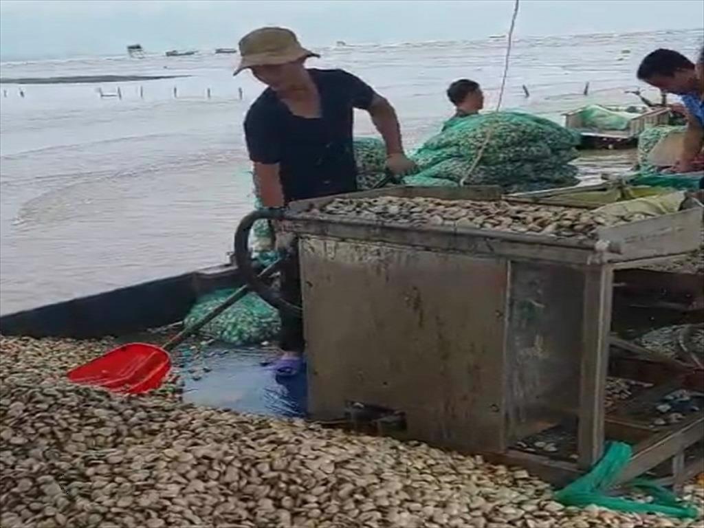 Thái Bình Kêu gọi đầu tư nhà máy chế biến ngao xuất khẩu 70000 tấnnăm