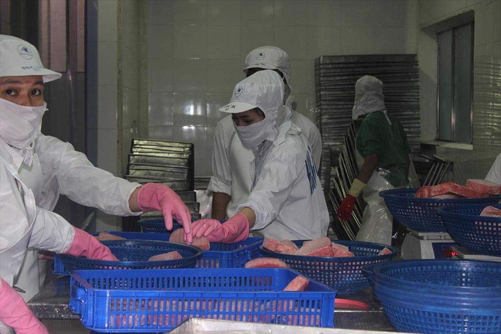 25 năm một chặng đường phát triển của ngành cá ngừ Việt Nam