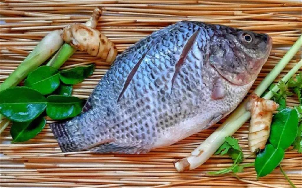 Giá cá rô phi Brazil ổn định nhu cầu tăng