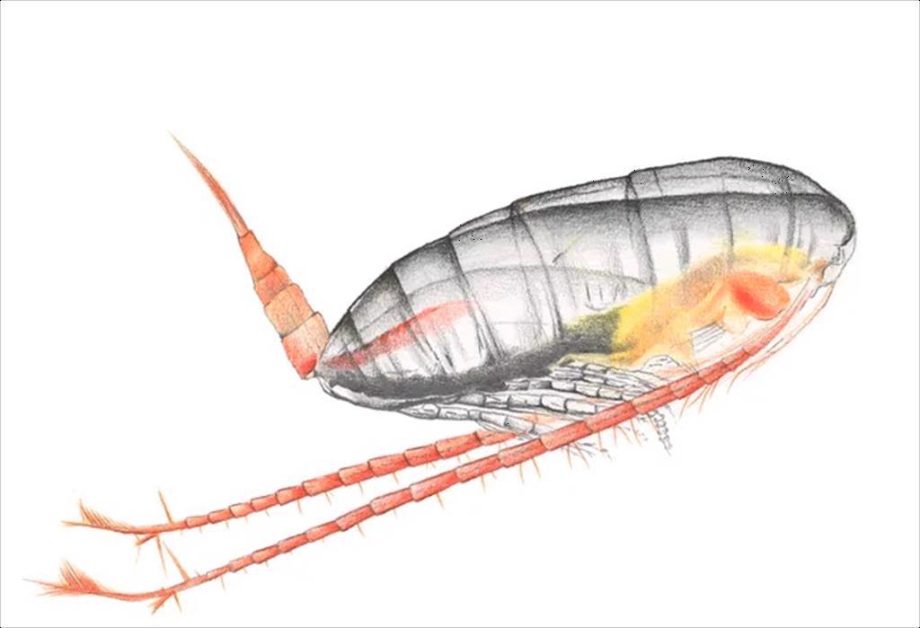 Skretting và Zooca Calanus hợp tác phát triển thức ăn thủy sản từ giáp xác chân chèo Copepoda