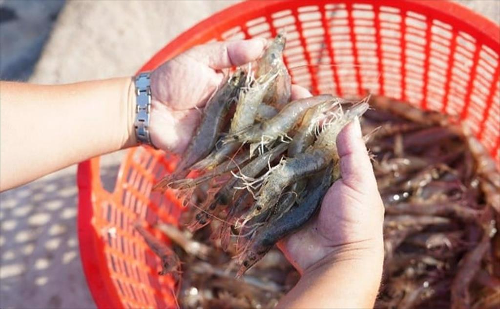 Nhập khẩu tôm của Mỹ tiếp tục tăng trong tháng 102023