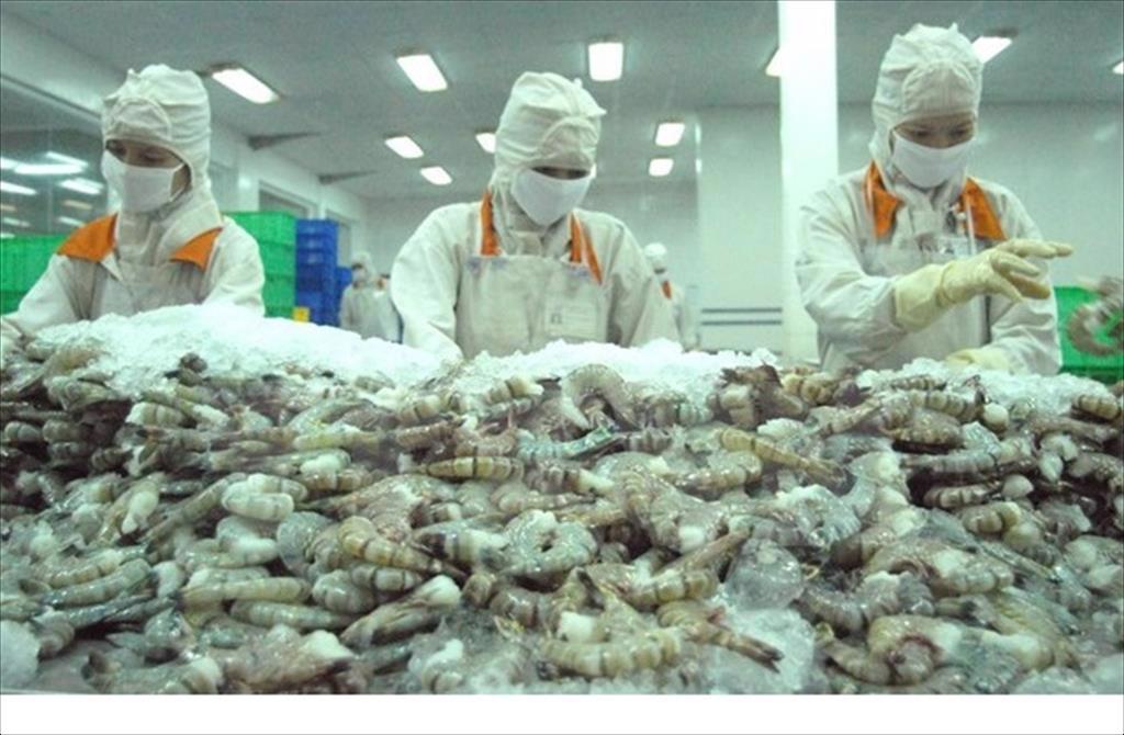 Ngành tôm châu Á có nguy cơ mất thêm thị phần do tự động hóa