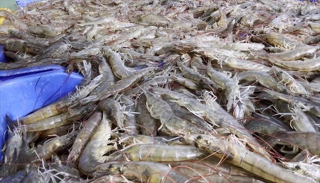 Mỹ Liên minh Tôm miền Nam yêu cầu đưa tôm Ấn Độ vào danh sách hàng hóa sản xuất bằng lao động cưỡng bức