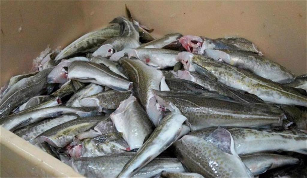 Nga kết thúc mùa cá minh thái thành công thu hoạch hơn 1 triệu tấn