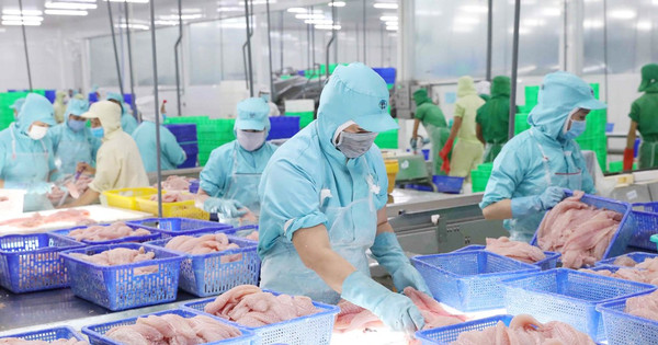Cá tra Việt Nam được quan tâm tại thị trường UAE