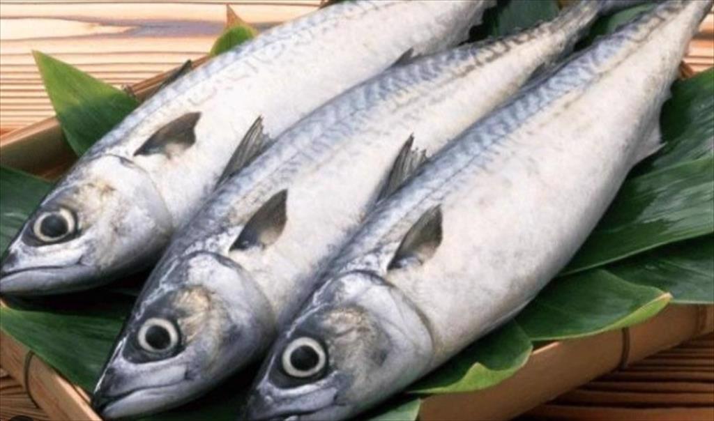 Nhập khẩu cá thu đông lạnh vào Hàn Quốc giảm 16 trong tháng 32024