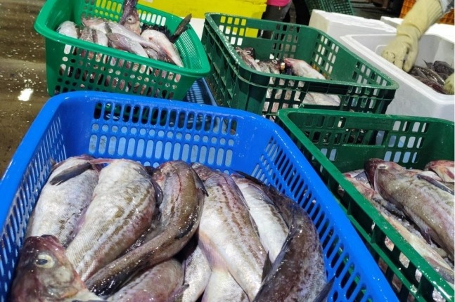 Hàn Quốc giảm nhập khẩu cá minh thái trong tháng 42024