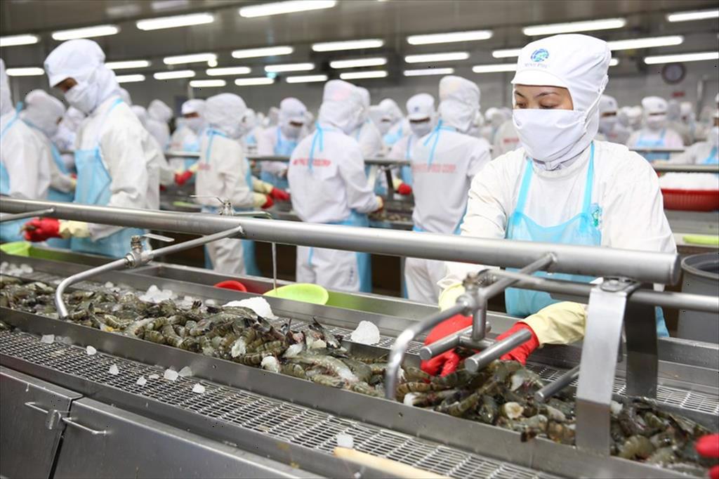 Cà Mau duyệt phương án phát triển ngành tôm khuyến khích doanh nghiệp đầu tư