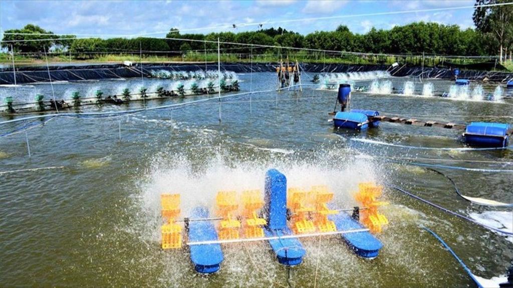 Cà Mau duyệt phương án phát triển ngành tôm khuyến khích doanh nghiệp đầu tư