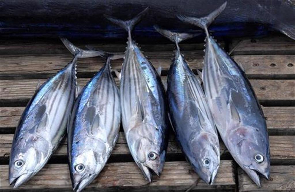 Doanh nghiệp gặp khó vì chỉ được đánh bắt cá ngừ vằn từ 5 kg