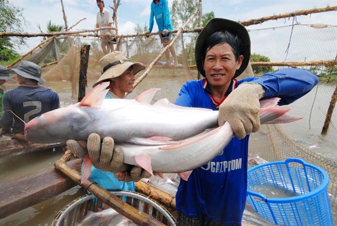 Để ngành hàng cá tra phát triển bền vững