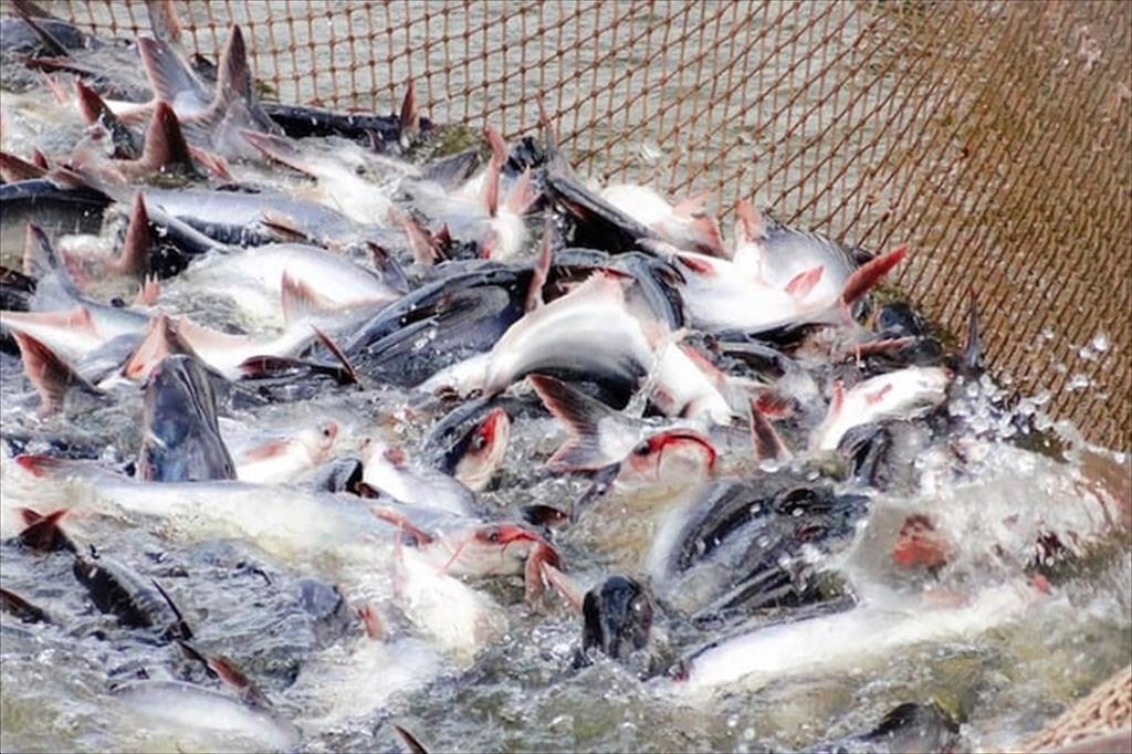 An Giang Sản lượng thu hoạch cá tra tăng trong nửa đầu năm nay
