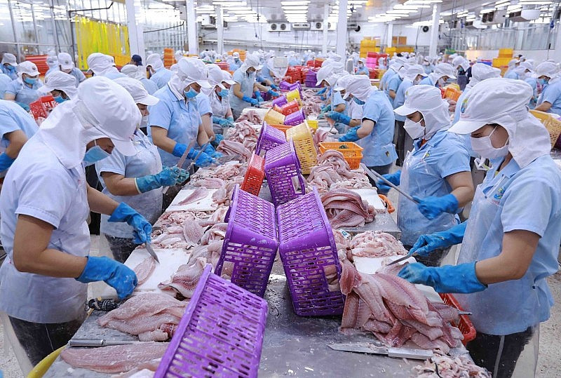 Việt Nam chủ yếu xuất khẩu cá tra phile đông lạnh sang Brazil