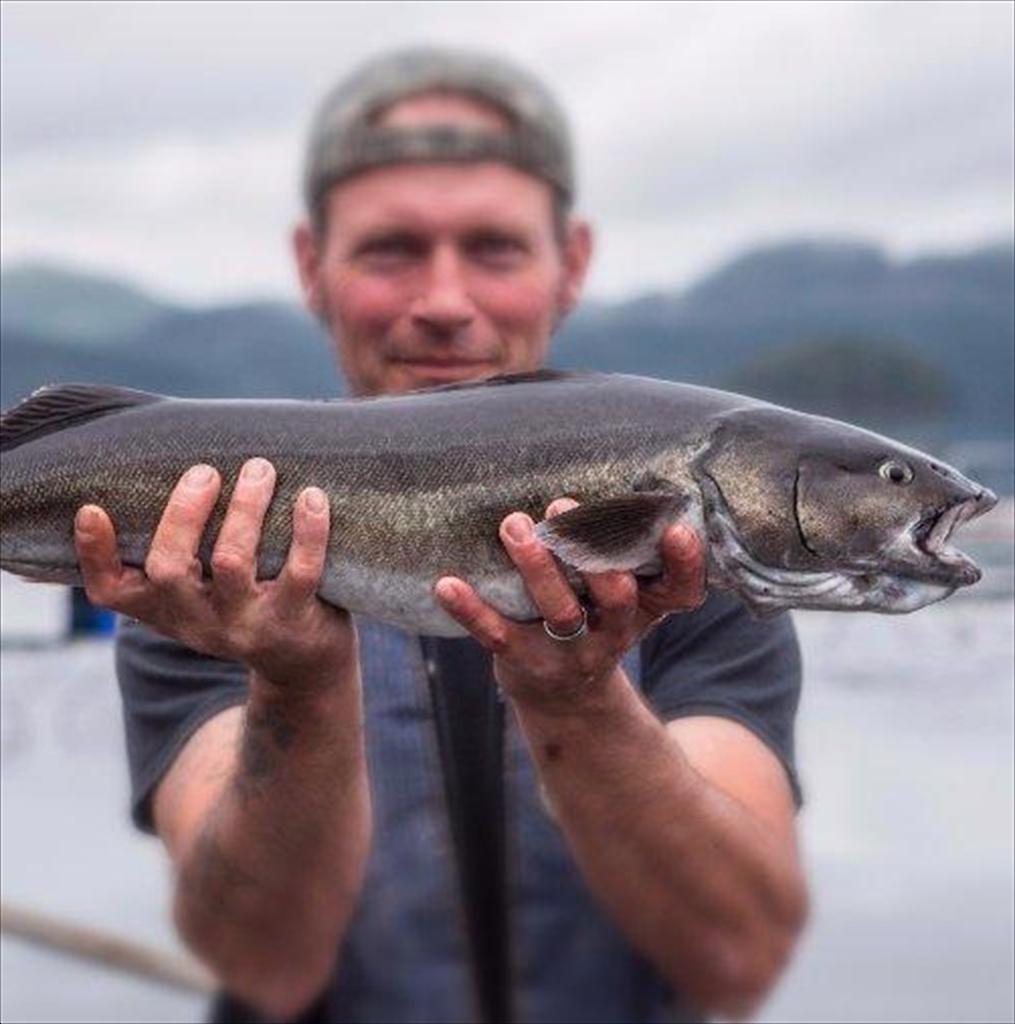 Sản lượng thu hoạch cá tuyết đen Alaska giảm 18