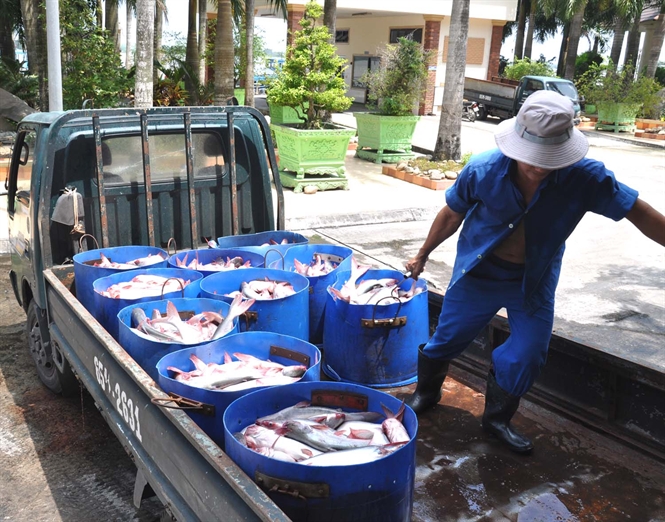 Cần Thơ Giá cá tra nguyên liệu tăng nhẹ